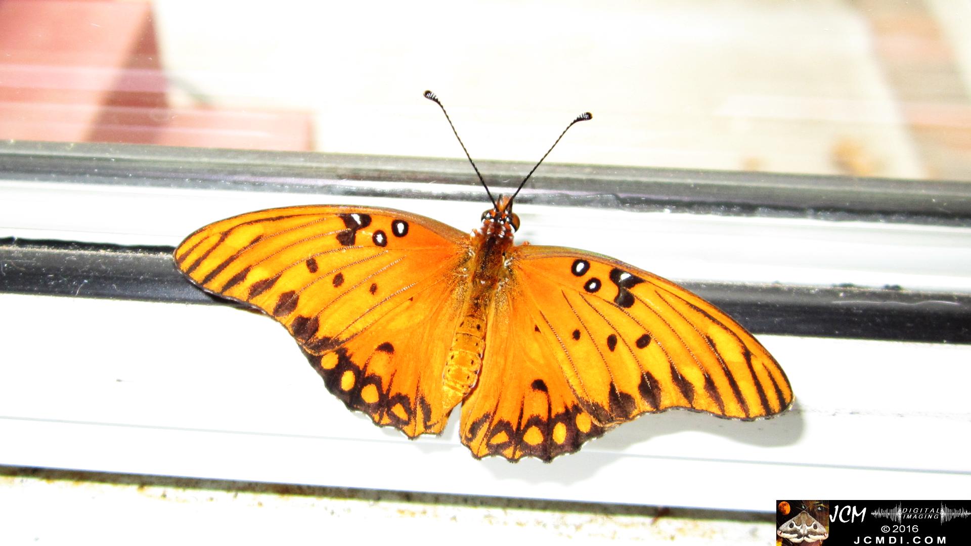 20160919 771 Gulf Fritillary Butterfly Adult on window sill.jpg